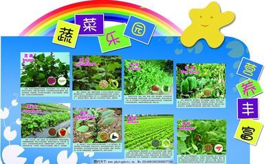 蔬菜天地 一幅生机盎然的自然画卷