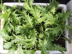 西北蔬菜泡沫箱批发厂家——兰州聚义公塑料泡沫公司优质产品解析